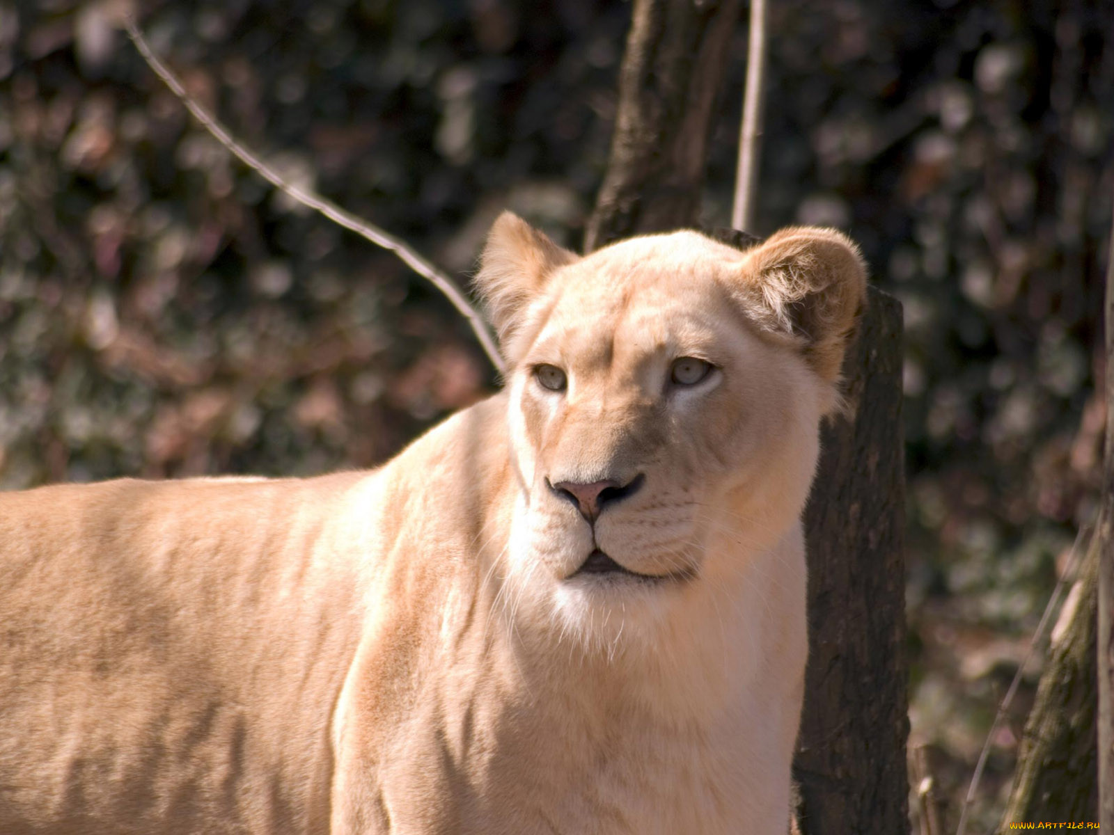 engaging, zoo, pictures, from, the, cincinnati, 18, , 